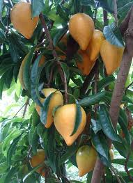 Pin On Frutas Exoticas
