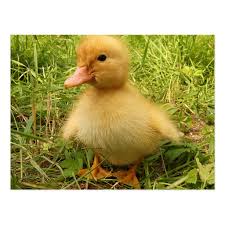 Black And Yellow Duckling Bird Duck Duckling Yellow Nature Cute Baby Postcard Zazzle Com Cute Ducklings Ducklings Baby Ducks