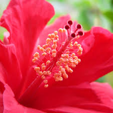 But, out of all the edible hibiscus, roselle is the most loved flower for it's enchanting look, vibrant colour and tangy flavour that it imparts in food. Hibiscus Flower Power