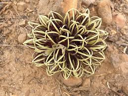 Image result for Ceropegia malawiensis