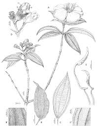 Image result for Dissotis melleri