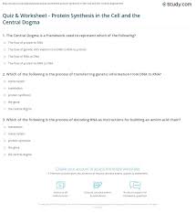 Is synthesized in translation or transcription?asn a a leu 6. Quiz Worksheet Protein Synthesis In The Cell And The Central Dogma Study Com