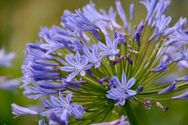 Image result for Agapanthus praecox