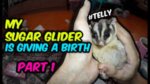 Cara Menjinakan Sugar Glider Sejak Dini Joey By Raizamalik Channel