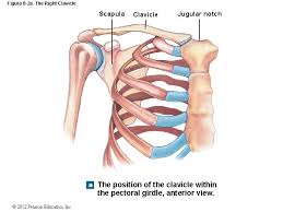 We did not find results for: 8 1 The Pectoral Girdle Shoulder Girdle Connects