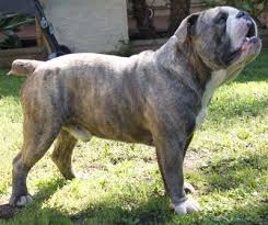 We did not find results for: 150 Olde English Bulldog Ideas In 2021 Bulldog English Bulldog Bully Dog