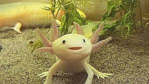 Axolotls can be one of five colors: Want To Tame An Axolotl In Minecraft Here S How To Do It