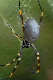 Orb (oriented fast and rotated brief)¶. Golden Orb Weaving Spiders The Australian Museum