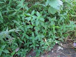 Image result for Conostomium natalense