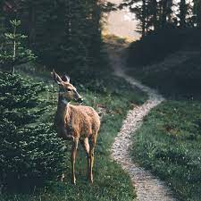 Here S The Best 13 Places In Oregon To See Christmas Lights Nature Photography Animals Beautiful Animals Wild