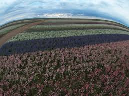 Shark tank is an american business reality television series that premiered on august 9, 2009 on abc. Lack Road Flower Fields