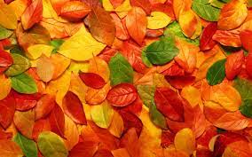Check spelling or type a new query. Fall Leaf Wallpapers Top Free Fall Leaf Backgrounds Wallpaperaccess