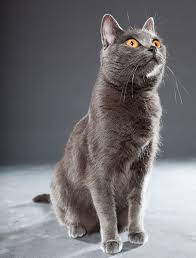 Image result for chartreux