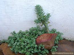 Image result for Crassula expansa