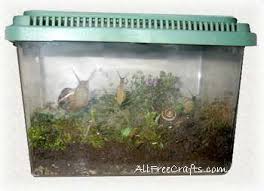 How To Keep Pet Garden Snails Snails In Garden Pet Snails Pets