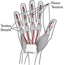 Nourishes flexor tendons located outside of synovial sheaths. Flexor Tendon Injuries Orthoinfo Aaos