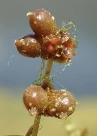 Image result for Stuckenia