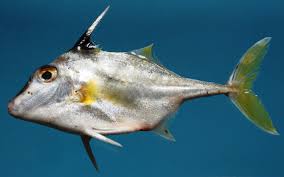 Image result for Triainolepis