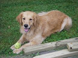 Maybe you would like to learn more about one of these? Claypool Dog House