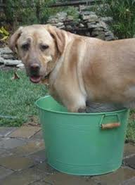 Your Pet Can Get Sunburned Particularly If She Has Light Skin And Hair When You Go Outdoors This Summer Rub A Bit Of Sunbl Pet Care Pets Puppies And Kitties