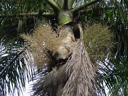 Image result for Roystonea regia