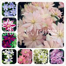 Maybe you would like to learn more about one of these? Hot Selling 100 Pcs Rare Clematis Bonsai Perennial Flowers Climbing Clematis Plants Diy Home Garden Pot Plant Free Shipping Buy At The Price Of 0 15 In Aliexpress Com Imall Com