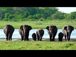 An elephant is one creature that can be described as cute in spite of its huge size. Beautiful Elephants Of Minneria National Park Youtube