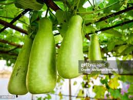 Image result for Lagenaria