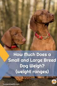 how much does a small and large breed dog weigh weight