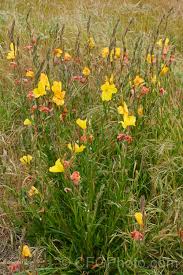 Image result for Oenothera stricta