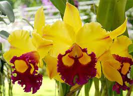 2.11 каттлея гигантская или варшевича (cattleya warscewiczii). Cattleya Penjagaan Rumah Pemindahan Pembiakan Dan Terutama Bunga Orkid