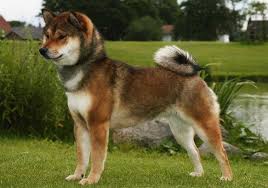 Black And Tan Teacup Shiba Inu Puppy Shiba Inu I Met One Of These Sweet Little Dogs In Pittsburgh So Cute And Looks Like A Fox In The Face Shiba Inu Colors Shiba Inu Japanese Dogs