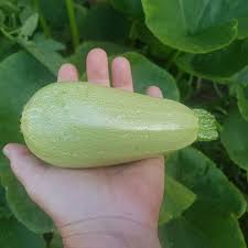 Zucchini is a type of summer squash, a member of the cucurbita pepo species. Ratproblems Instagram Posts Gramho Com