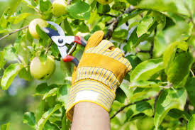 Early winter is probably better that way as spring arrives the tree knows where to make new buds. Tips For Pruning Fruit Trees Homesteader Depothomesteader Depot