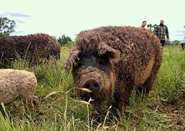 Rase De Porci Lumea Satului