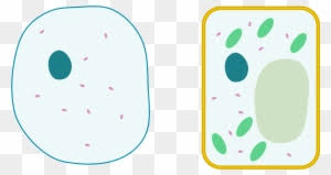 Without sell it is not possible to form any component for any body. Differences Between Simple Animal And Plant Cells Plant Cell And Animal Cell Without Labels Free Transparent Png Clipart Images Download