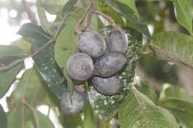 Image result for Canarium