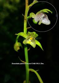 Image result for Eulophia hirschbergii