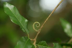 Image result for Hugonia orientalis