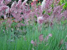 Savannah ruby grass is an herbaceous annual with an upright spreading habit of growth. Plantfiles Pictures Ruby Grass Bristle Leaved Redtop Savannah Melinis Nerviglumis By Fledgeling