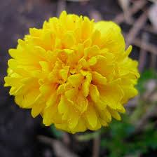 We did not find results for: Top 25 Most Beautiful Yellow Flowers