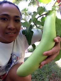 Defining an Organic Bahamian in the Context of Bahamian History and Identity