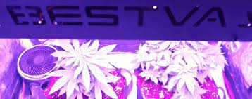 Check spelling or type a new query. Bestva Dc Series 3000 Watt Review Bestva 3000w 420 Green Thumb