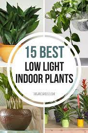 15 best low light indoor plants eucalyptus in shower reddit