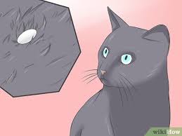 Read on to get an insight into the causes, treatment and prevention of tapeworms in cats, including effective home remedies. 3 Ways To Treat Tapeworm In Cats Wikihow