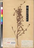 Image result for Indigofera polysphaera