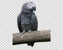 Want to discover art related to africangrey? Macaw Parakeet Beak Grey Parrot Png Clipart African Grey Beak Bird Enjoy Fauna Free Png Download