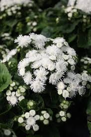 Image result for Ageratum