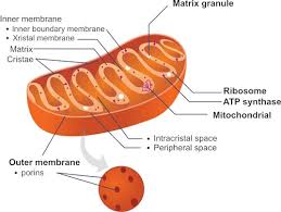 Plant and animal cells can contain similar types of organelles. The Overview Of Organelles