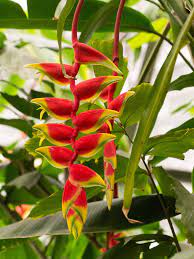 Hanging Lobster Claw Plant 29 In The 400 Week Countdown By Plants400 University Of Oxford Botanic Garden And Arboretum Medium